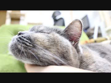 どんどん顎が伸びていく猫ちゃんｗｗｗ
