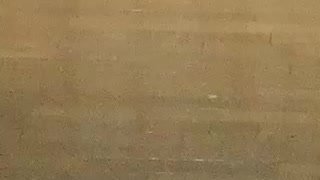 飛び回るインコと母