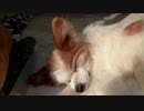 肉球を見せながら眠るワンコ（パピヨン）2