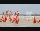 flamingo　阿部寛憲