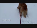 雪の感触にハマった犬