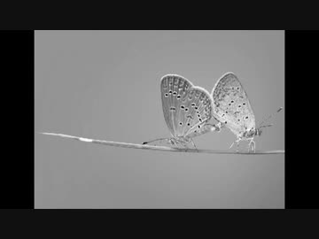 ペットと一緒に羊の水実況プレイ Part4