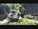【刀剣乱舞】ハセベと大鷲 feat.伊達組～第二十一陣～【偽実況】