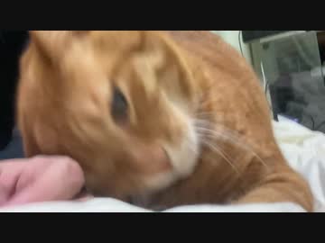 ベテラン巨大コネコチャン、必殺の甘ったれ前脚フミフミを繰り出す