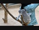 どうしても飼育員さんにかまって欲しいコアラ