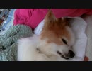 口が半開きになっているワンコ（パピヨン）