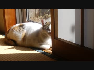窓際の寒さを耐えつつも日向を選ぶ勇者ぬこ。