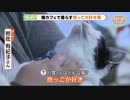 猫カフェで暮らし　抱っこ大好きにゃんこ