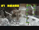 【ハムスター】『我が家に新たな家族がやってきた！お迎え初日』の巻 #1