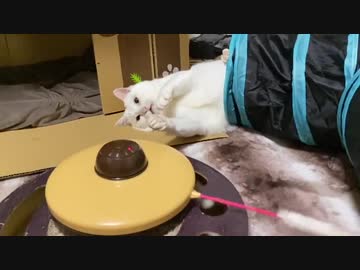 オッドアイの鈍すぎる珍獣（猫）、天然でひとりコント状態になる