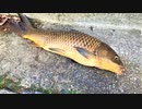 【釣り・VLOG】見次公園で鯉釣り、上板橋・志村坂上の近く＠おまけ動画あり♪【Huerco開封】