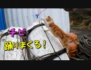 野良猫おチビ、初猫じゃらし