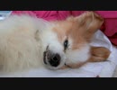 けだるげなワンコ（パピヨン）6