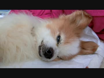 けだるげなワンコ（パピヨン）6