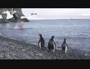 ペンギンに見られながら泳げる島、南極半島沖のハーフムーン島