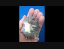 ハムスターがキャベツを食べるだけの動画
