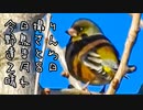 今日撮りの野鳥さん達まとめ２月８日晴れ