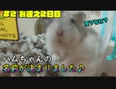【ハムスター】『ハムちゃんの名前が決まりました！お迎え2日目』の巻 ♯2