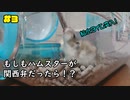【ハムスター】『関西弁ハムスターの華麗なる給水タイム！お迎え3日目』の巻 #3