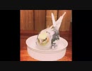 水浴びするオカメインコ