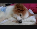 うつぶせになるワンコ（パピヨン）2