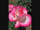 《世界に一つだけの花／SMAP》を歌ってみた♪