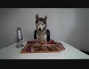 ASMR Husky Reviewing Exotic Raw Meat Parts!