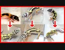 【こんなに変わるの⁉】レオパ(ヒョウモントカゲモドキ)の成長と変化が凄すぎた！