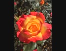 《らいおんハート／SMAP》を歌ってみた♪