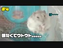 『ハムスターの寝る前のルーティン　4日目』の巻【ハムスター】 #4