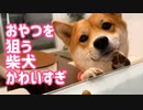 おやつが欲しくて必死のかわいい柴犬をご覧ください。