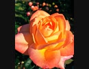 《世界に一つだけの花／SMAP》を歌ってみた♪