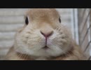 高速鼻ピクピク