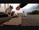 野良猫ちゃん、触らせてくれたのはイリコのお陰？その前は後進しながら逃げてったのに