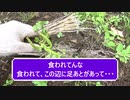 最高のTKG5　鹿襲来　The road to Golden 'Rice with raw egg'!!!　ep5
