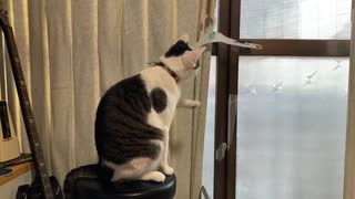 猫の何気ない１日。