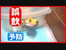 【シンプルが一番！】レオパを7年飼ってみて分かった、おすすめの床材を紹介します！