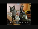 初めて猫カフェに行ってきました