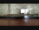 【飼育】うなぎ飼育の水の替え方！