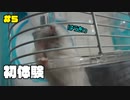 『ハムスターの初体験！5日目』の巻【ハムスター】#5
