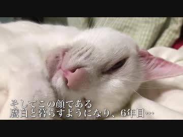 ウチューネコチャン、猫をサボりつつ腎不全に立ち向かう