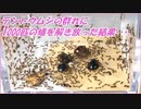 テントウムシの群れにアリを解き放ったら凄まじい戦いになった。