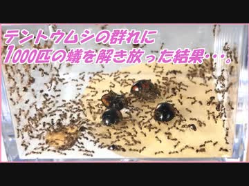 テントウムシの群れにアリを解き放ったら凄まじい戦いになった。