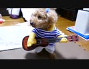 【可愛すぎ】愛犬モコがギターのコスプレ着てみた！