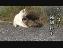野良猫の親子愛（ピックアップシーン）
