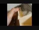 【ハムスター】さらちゃんのさらさら活動日記その11(声なし)