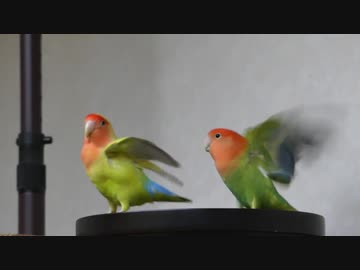 黄色「うっふん☆」緑色「こわい（＞＜）」