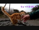 チビの動きが速すぎて編集が大変な件【野良猫動画】