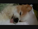 舌が出ちゃうワンコ（パピヨン）4