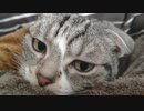 続・撫でるの止めると怒ってくる猫